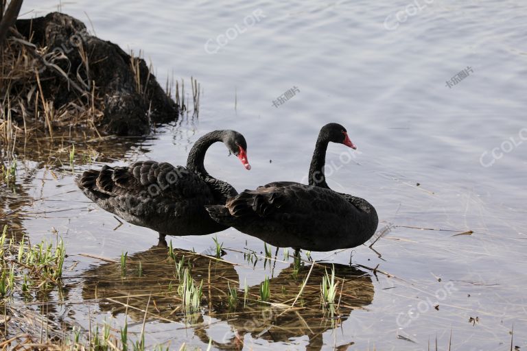 动物类：春分日，颐和园昆明湖里的黑天鹅